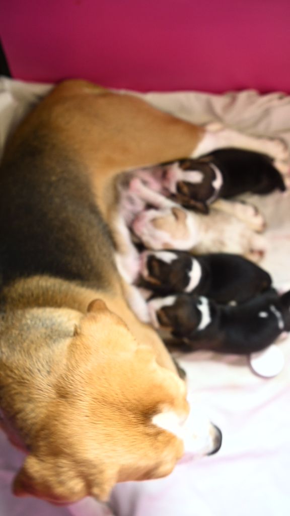 chiot Beagle De La Meute D'astérion