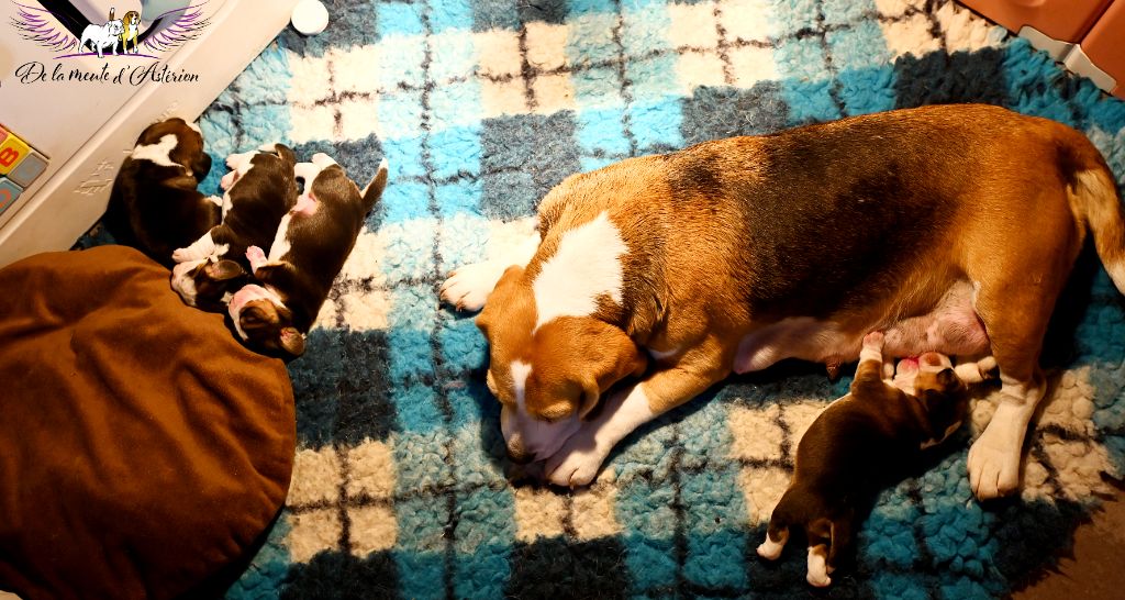 chiot Beagle De La Meute D'astérion