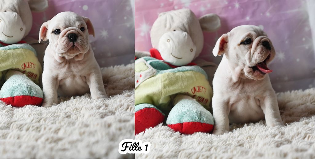 De La Meute D'astérion - Chiots disponibles - Bulldog Anglais
