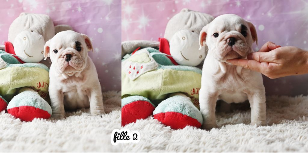 De La Meute D'astérion - Chiots disponibles - Bulldog Anglais